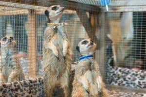 2 meerkats Animal Workshops