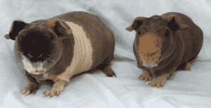 Skinny Pig - Animal Workshops
