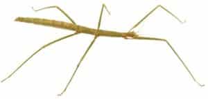 Giant Stick Insects