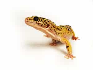 gecko 1 Animal Workshops Mobile Zoo