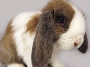 rabbit Animal Workshops Mobile Zoo