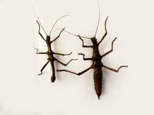 stick insects animal Workshops