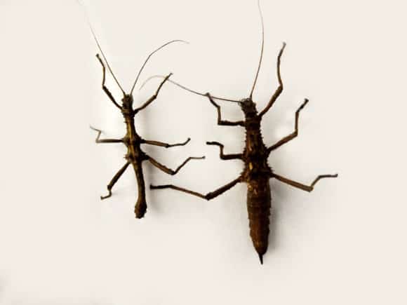 Giant Stick Insects