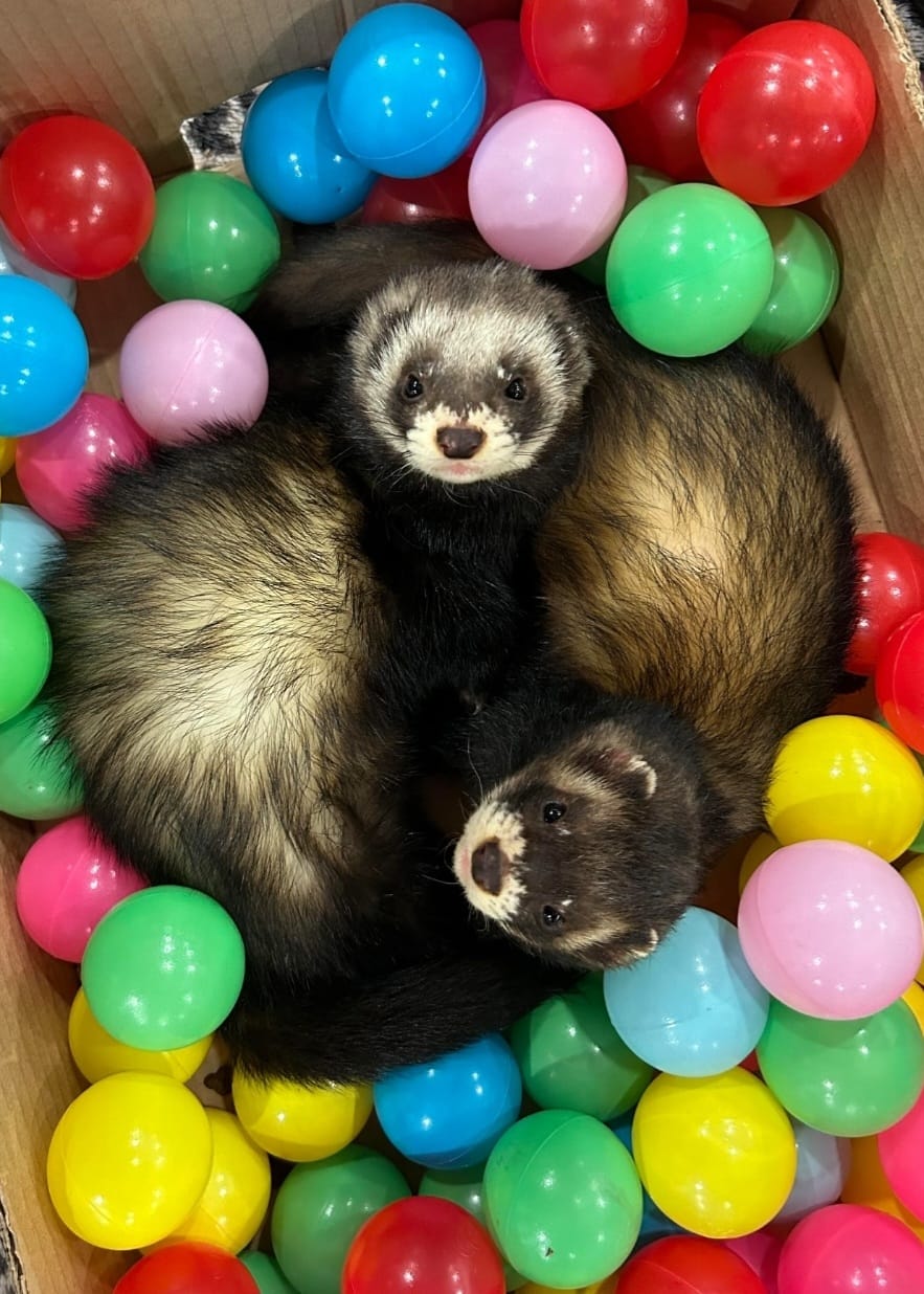 polecats